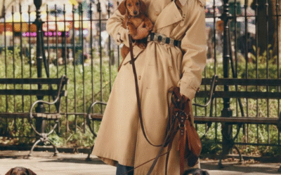 Cómo elegir el mejor arnés para tu mascota