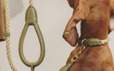 Beneficios de los collares Airtag para tu perro