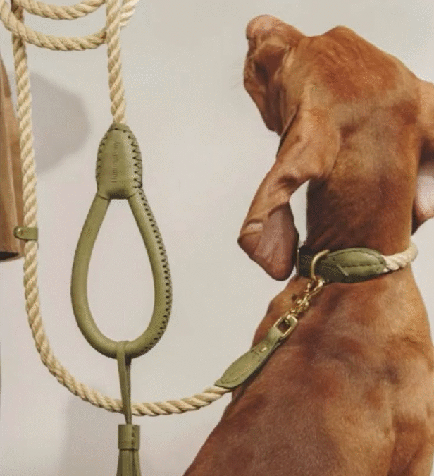 Beneficios de los collares Airtag para tu perro