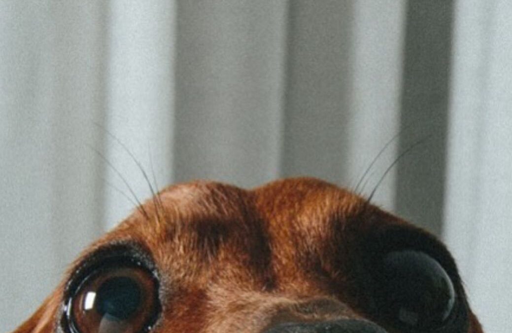 Comprende el lenguaje de tu perro